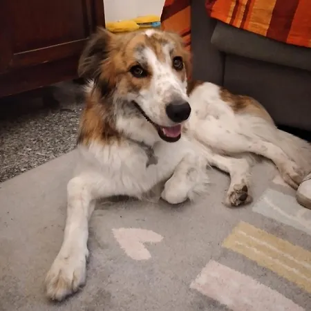 Cà Degli Ulivi Casa de hóspedes