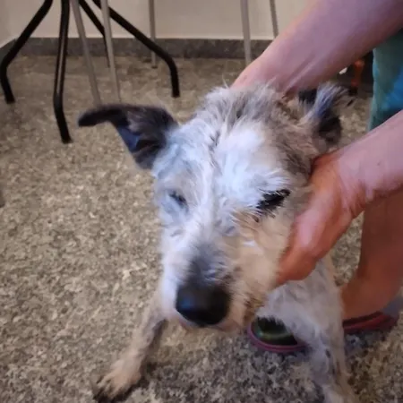 Ca Degli Ulivi Guest house