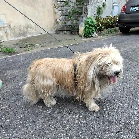 Guest house Ca Degli Ulivi Finale Ligure
