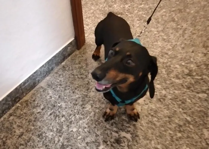 Ca Degli Ulivi Pensionat *