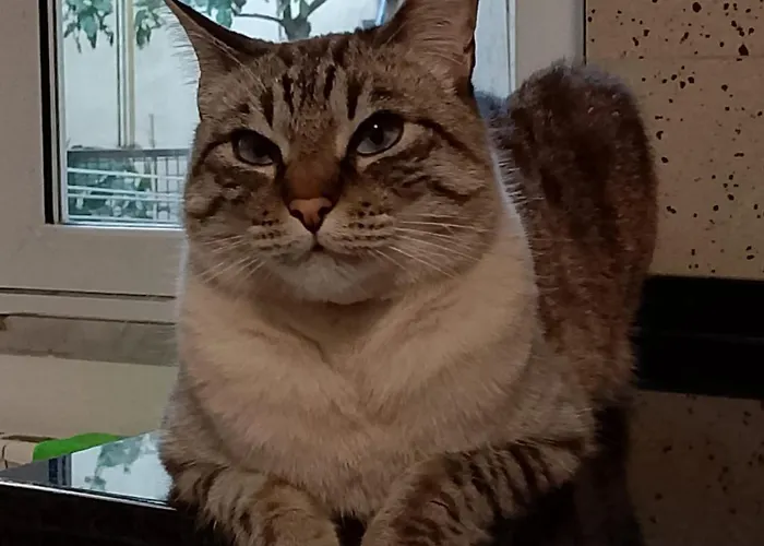 Ca Degli Ulivi Finale Ligure