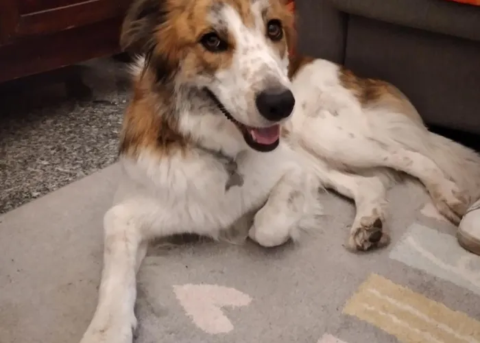 Ca Degli Ulivi Pensionat