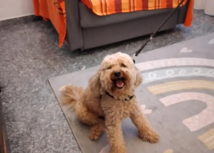 Гостевой дом Ca Degli Ulivi *