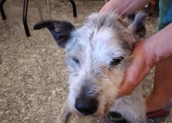 Ca Degli Ulivi Pensionat