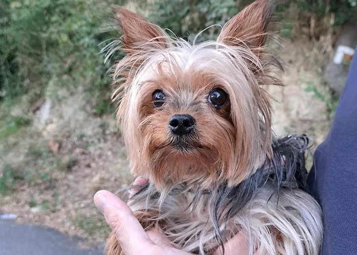 Ca Degli Ulivi Финале Лигуре