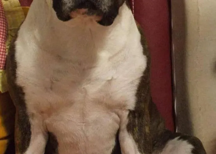 Ca Degli Ulivi Pensionat *