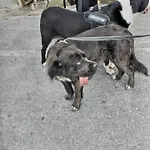 Ca Degli Ulivi Finale Ligure