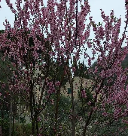 Ca Degli Ulivi Guest house *