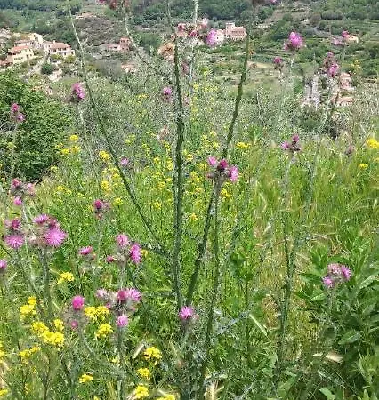 Ca Degli Ulivi
