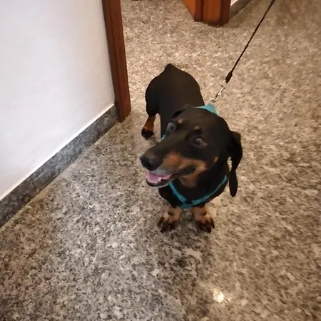 Ca Degli Ulivi Konukevi *