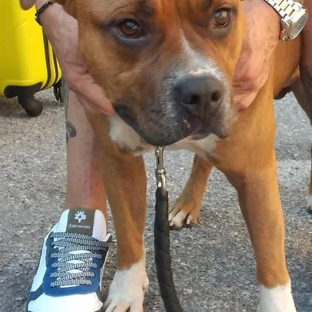 招待所 Ca Degli Ulivi