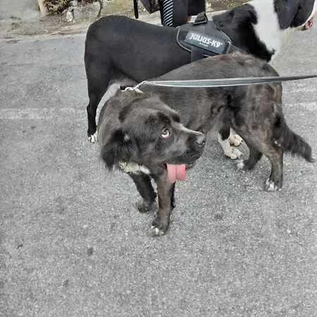 Ca Degli Ulivi Finale Ligure