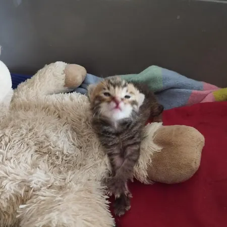 Cà Degli Ulivi Maison d'hôtes *