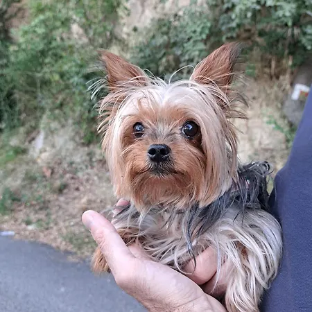 Cà Degli Ulivi Finale Ligure