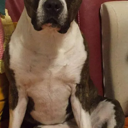 Cà Degli Ulivi Maison d'hôtes *