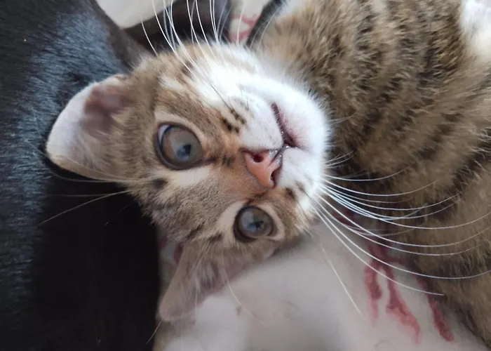 Ca Degli Ulivi פינאלה ליגורה