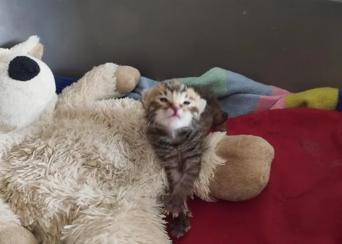 Ca Degli Ulivi בית הארחה *