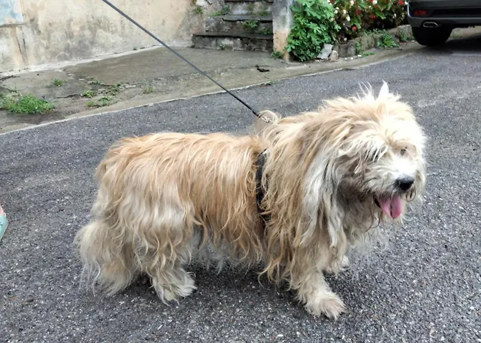 בית הארחה Ca Degli Ulivi פינאלה ליגורה